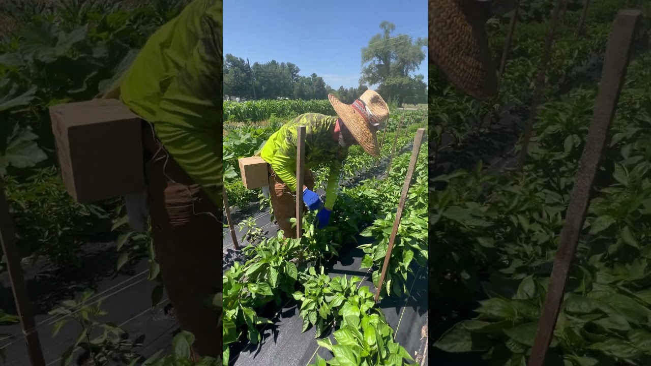 Trellising The Peppers 