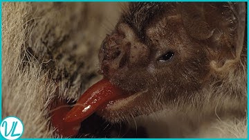 This Is How Vampire Bats Suck Blood For 30 Minutes Unnoticed
