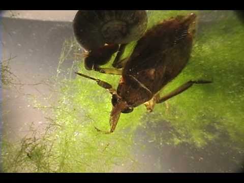 Predator attack waterbug - Belostoma X Biomphalari...