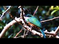 CANTO da ARIRAMBA-DE-CAUDA-RUIVA (Galbula ruficauda), Rufous-tailed Jacamar, Papa-moscas.