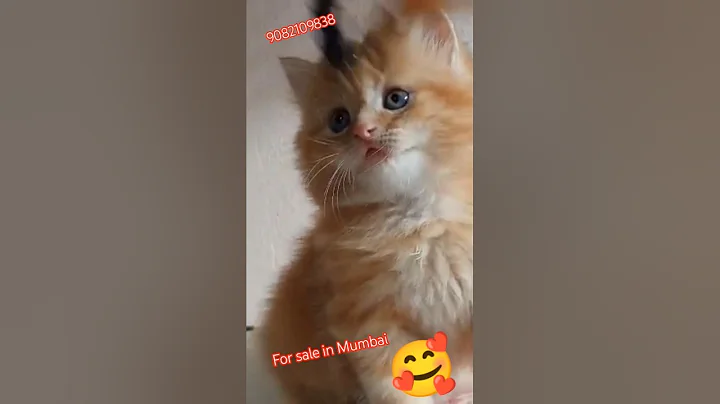 Watch the video about Golden cat |❤️❤️ top#quality #kitten shorts#viral #trending#cat#cute #catlover#funnycat.#cutecat.