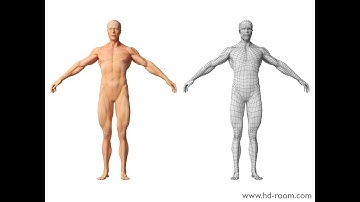 Human Body base mesh