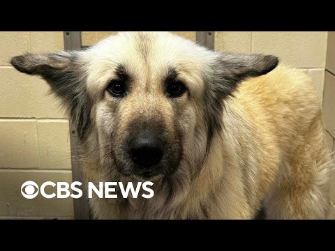 Video: Over 300 hunder blir reddet i valpmølleangrep - men vent, det blir bedre 