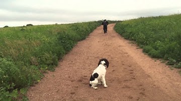 Awesome Before and After Video. 9-Month-Old Springer Spaniel Rosie!