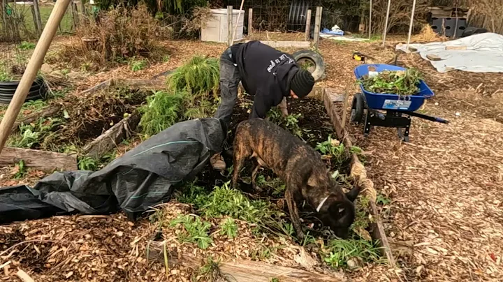 A LOOK INSIDE My GAINT PUMPKIN! _ Raised Bed WINTERIZATION! // Whitt Acres