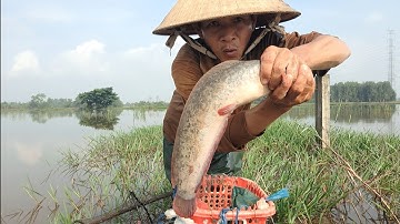 Thăm Lờ Cá Mương Kiếng Rừng Tràm Nước Lờ Đầu Dính 2 Cá Trê Lai Khủng Bất Ngờ Ếch Đồng To Chui Vào Lờ