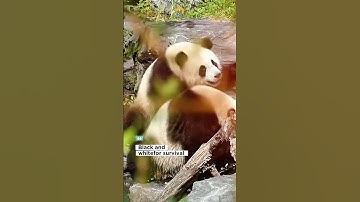 Why Pandas Are Black and White⁉️ #facts #animalfacts