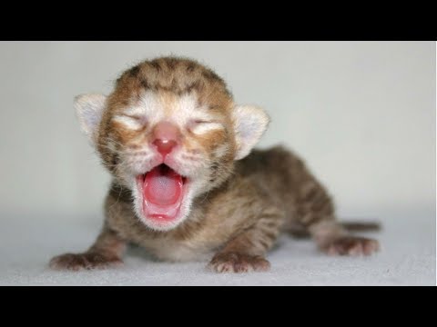 cute-newborn-kittens-meowing---a-cats-meowing-compilation-2018-||-videos