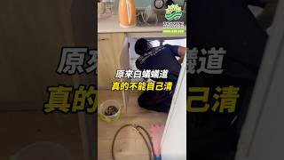 90%的人不知道的白蟻真相！蟻道只是開始！｜震陞蟲害防控 ZHEN SHENG