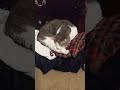 Frisk naps where he pleases #chonk #cute #cat