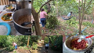 dia de colheita pra veder no sítio limpeza almoço simples Ana Paula Alagoana