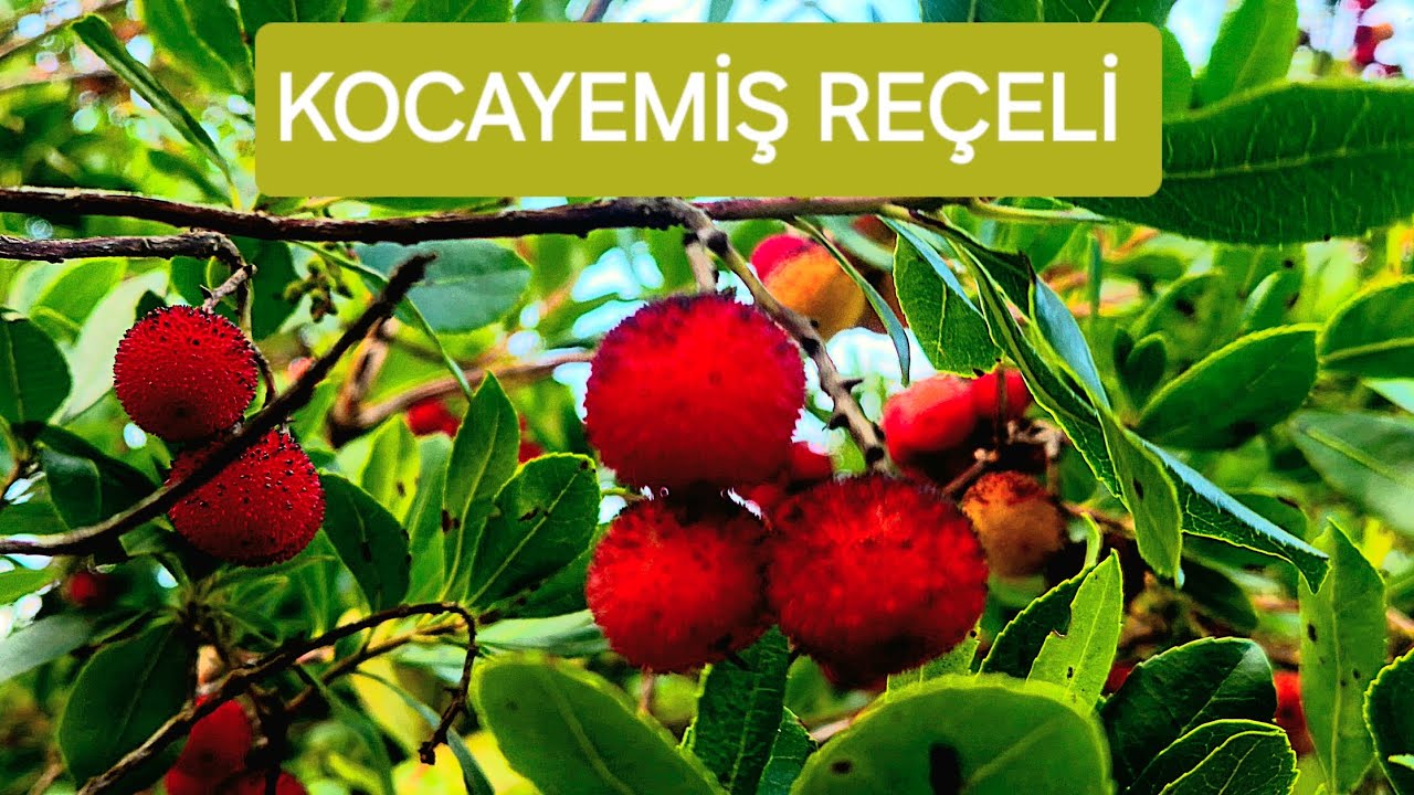 KOCAYEMİŞ (DAĞ ÇİLEĞİ) REÇELİ
