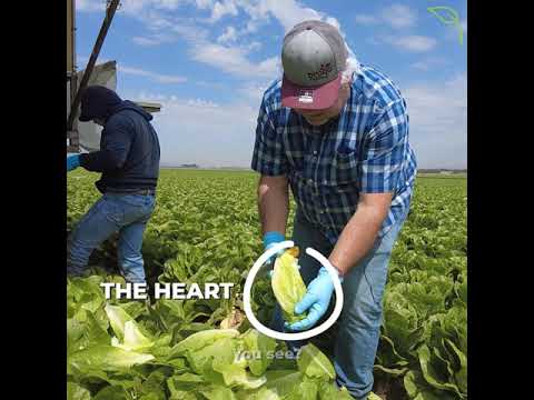 All About Organic Romaine Hearts