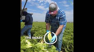 All About Organic Romaine Hearts