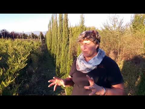 Video: Che tipo di albero è un cipresso?