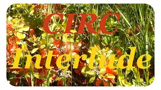 🌸🌺 Relaxing Nature Scenes With Acoustic Music: CIRC - Interlude - Интерлюдия - Акустика
