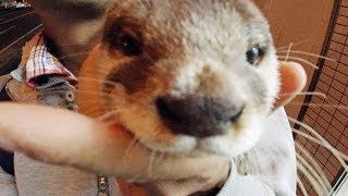 One evening dinner [Otter life Day 151] とある日の夕ご飯