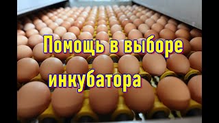 Выбираем лучший инкубатор.  Покупка инкубатора для начинающих