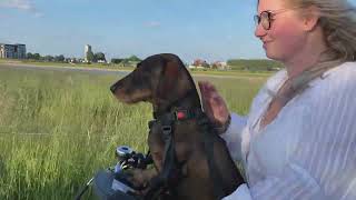 Is de Buddyrider hondenfietsmand geschikt voor onze Teckel Beer? Wij hebben hem getest!