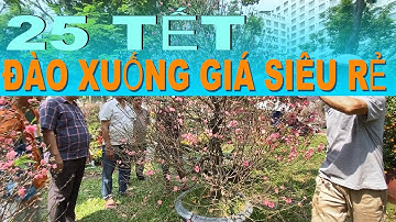 Chiều 25 Tết, hoa đào siêu đẹp giá chỉ 500k chờ người mua