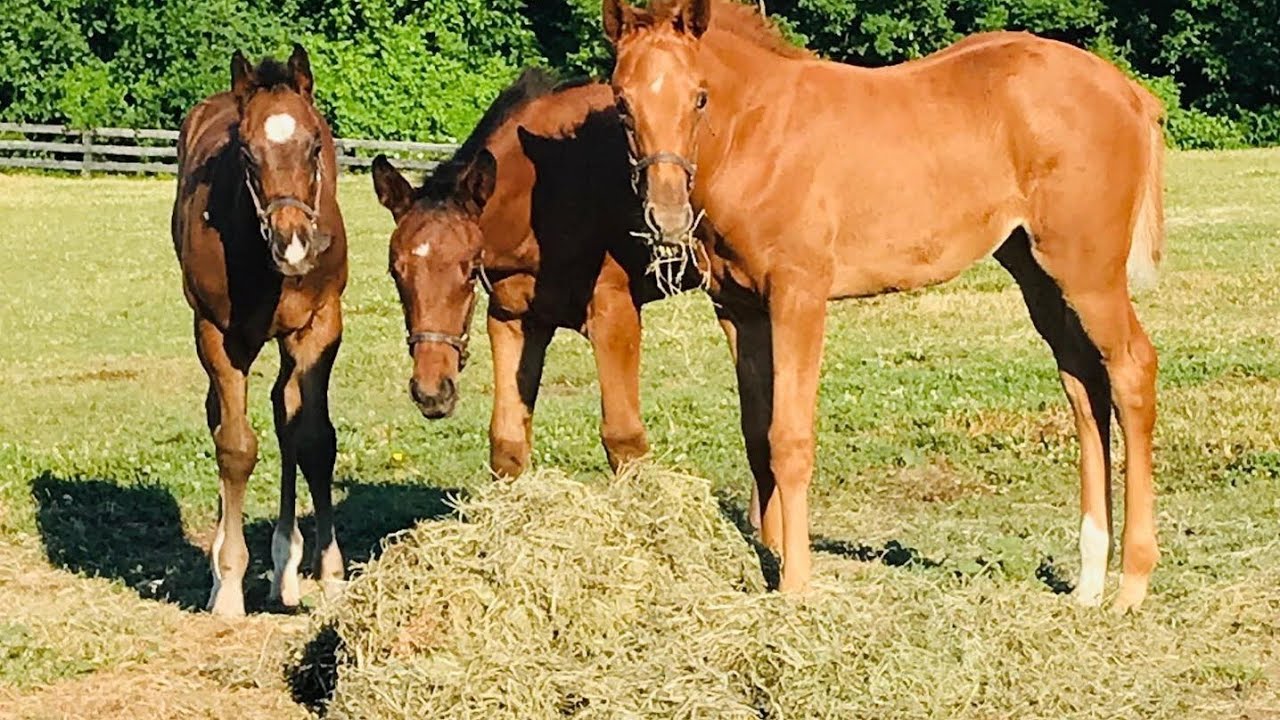 subasta de potrillos finos de carreras 