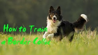 How to Train a Border Collie - How to Potty Train a Border Collie Puppy