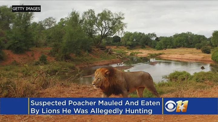 Suspected Poacher Eaten By Lions He Was Illegally Hunting