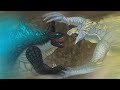 Legendary Godzilla  vs Titanus Shimu | Godzilla x Kong | The New Empire : Part 5