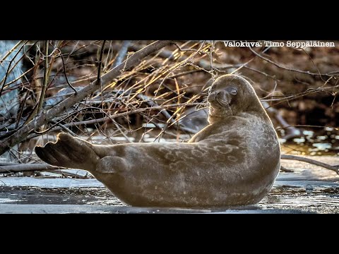 Saimaa ringed seals Jelena and Tilta are recognised by their fur – Maj and  Tor Nessling Foundation