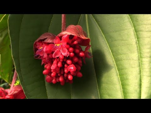 Video: Medinilla taimede hooldusjuhised: kuidas kasvatada medinillataimi