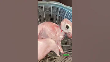 أرنب بلدي 