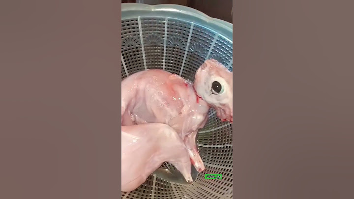#أرنب بلدي