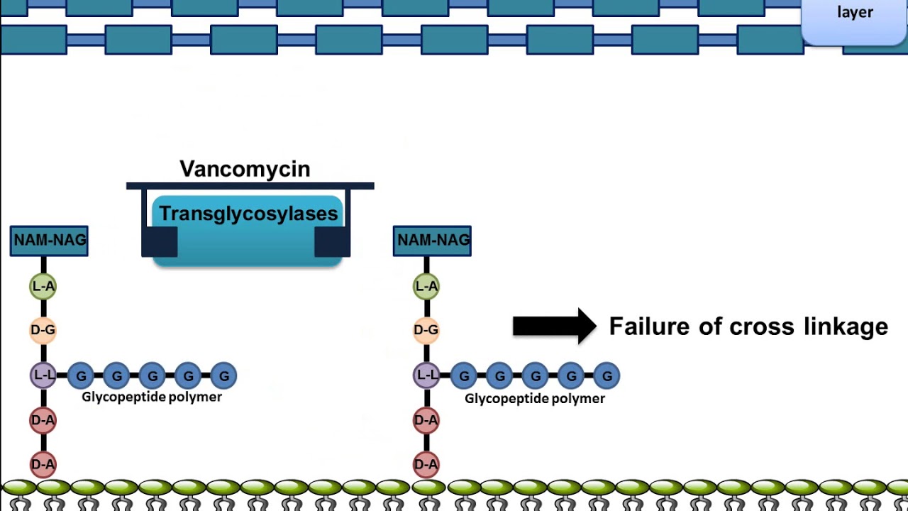 Vancomycin: Mechanism of Action - YouTube