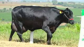 Lote 36 9803CD