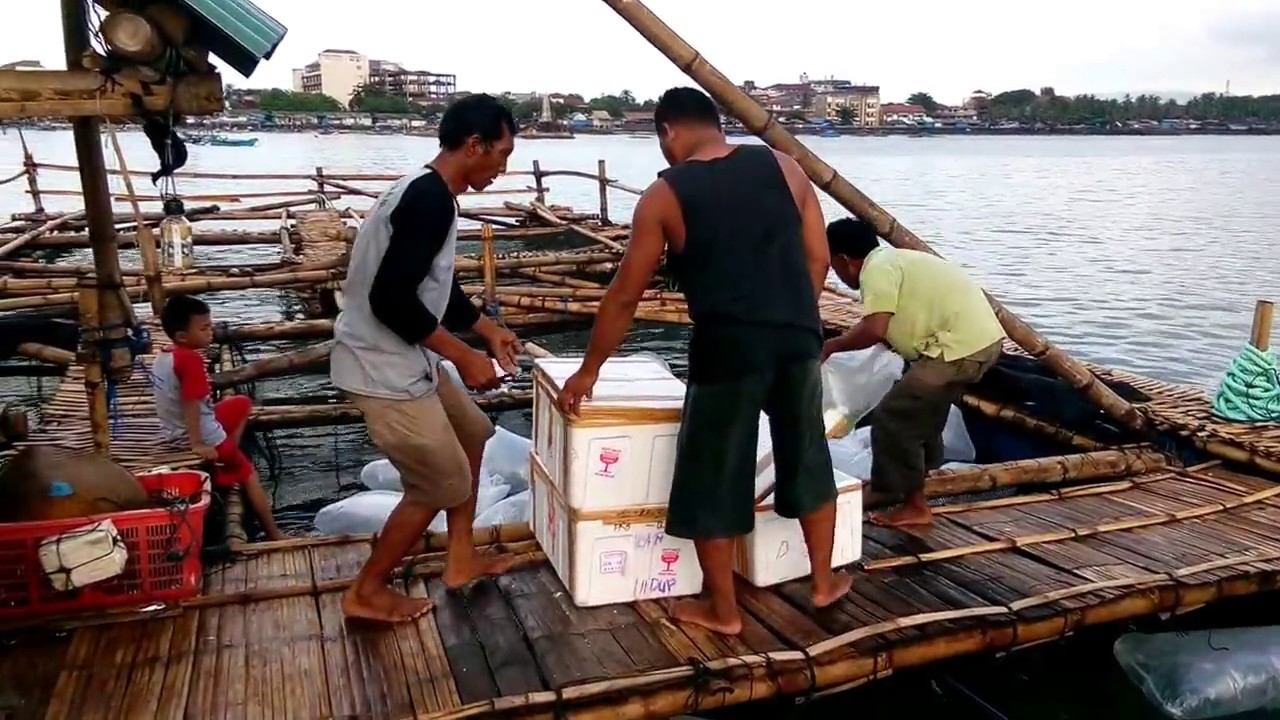 Penebaran Benih Ikan Kerapu 