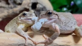 Ohtoto🕺 Wild Frog Summit 🐸 Frogs with a lot of information!（Japanese tree frog, Amazon milk frog）