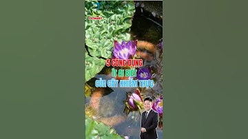 5 Công Dụng Ít Ai Biết Của Cây Khiếm Thực