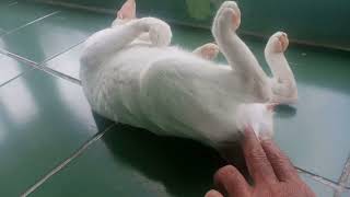 mengatasi birahi kucing🤭@Nissa DepariCS