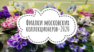видео: 11.12.20 Цветущие фиалки Московских коллекционеров в Доме Фиалки перед Новым Годом. Аналог выставки. картинка: 11.12.20 Цветущие фиалки Московских коллекционеров в Доме Фиалки перед Новым Годом. Аналог выставки.