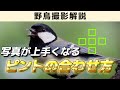 【脱初心者】鳥は○○にピントを合わせろ！失敗写真を減らす方法《野鳥撮影解説》