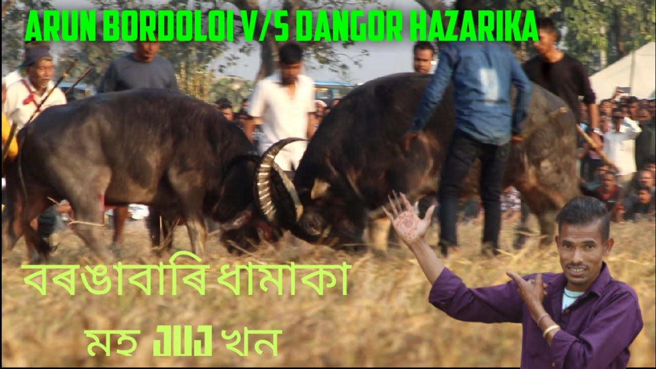 Arun bordoloi v/s dangor hazarika dhamaka moj juj //assam Buffalo fight 