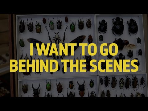 The Natural History Museum's beetle collections | LGBTQ+ natural history tour | Extra Content Instructional Video