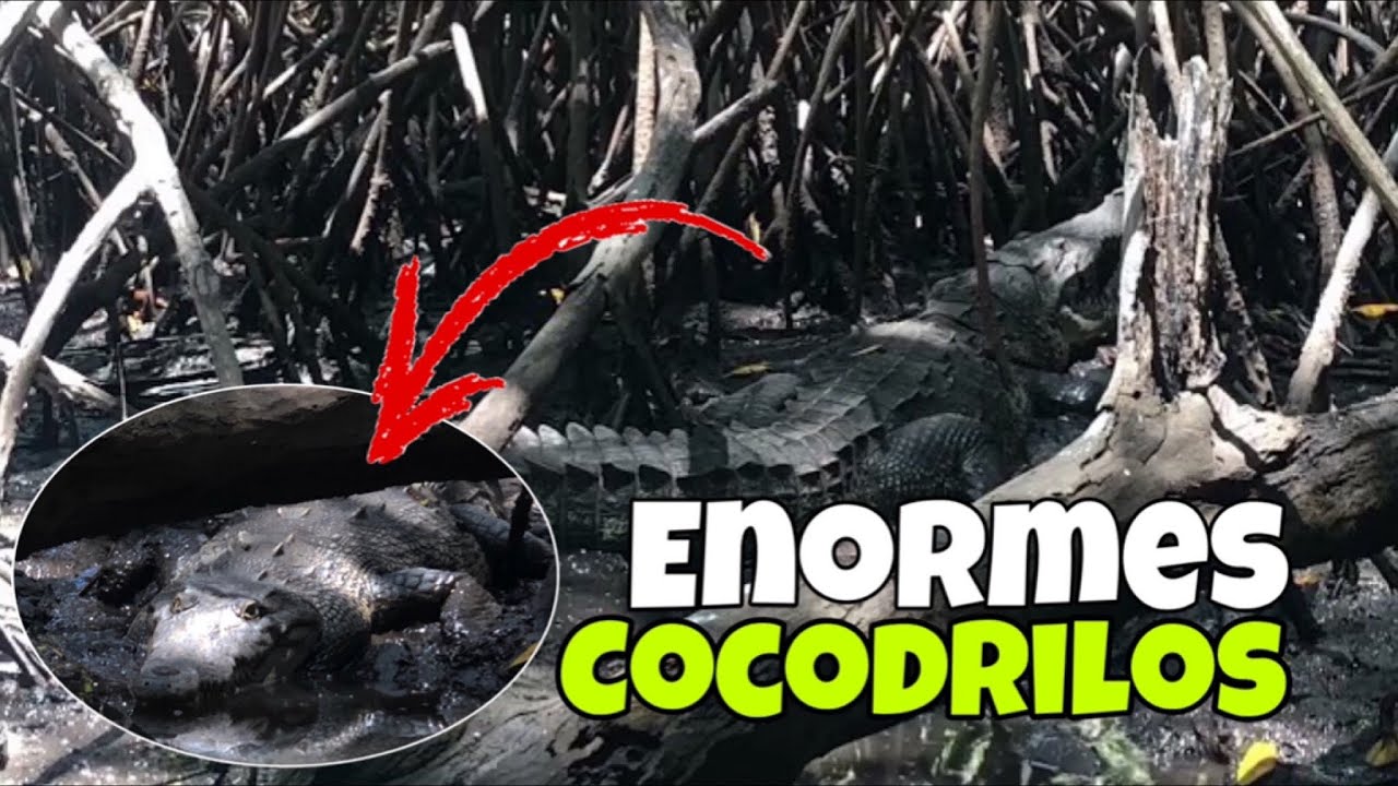 TOUR avistamiento de COCODRILOS 🐊 Barra de Santiago, El Salvador 🇸🇻 ...