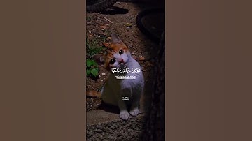 سورة: البلد للقارئ الشيخ: محمد صديق المنشاوي  #المنشاوي #اذكرالله #quran #قرآن