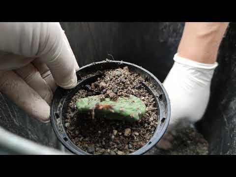 Kakteen Kaktus Sorte Opuntia ficus indica Umtopfen Pflanzung Topf Bestes Substrat Erde Perlit