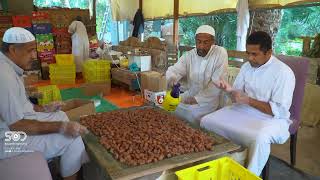 Al-Ahsa: Land of Palms and World-Class Dates | Saudi Arabia Tourism