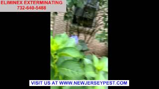 Pest Control Middlesex Milltown & Monmouth Junction NJ 732-640-5488 | Exterminating New Jersey