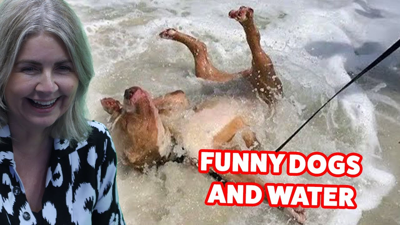 БРИТАНЦЫ реагируют на собак, одержимых водой, но всегда терпящих неудачу