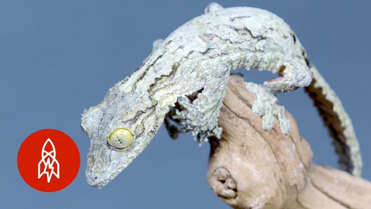 The Amazing Camouflage of the Mossy Leaf-Tailed Gecko