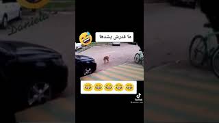 مقدرش يشدها ههههههههه